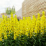 Blumen Punktierte Gilbweiderich - valeriy korol ld