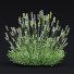 Blumen Lavendel angustifolia alba - valeriy korol ld