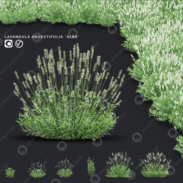 Blumen Lavendel angustifolia alba 3D-Modell