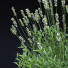 Blumen Lavendel angustifolia alba - valeriy korol ld