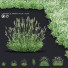 Blumen Lavendel angustifolia alba - valeriy korol ld