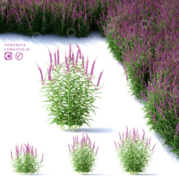 Blumen Langblättriger Ehrenpreis 3D-Modell