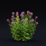 Kwiaty Monarda Didyma 2 - valeriy korol ld