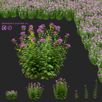 Flores Monarda didyma 2