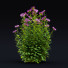 Kwiaty Monarda Didyma 2 - valeriy korol ld