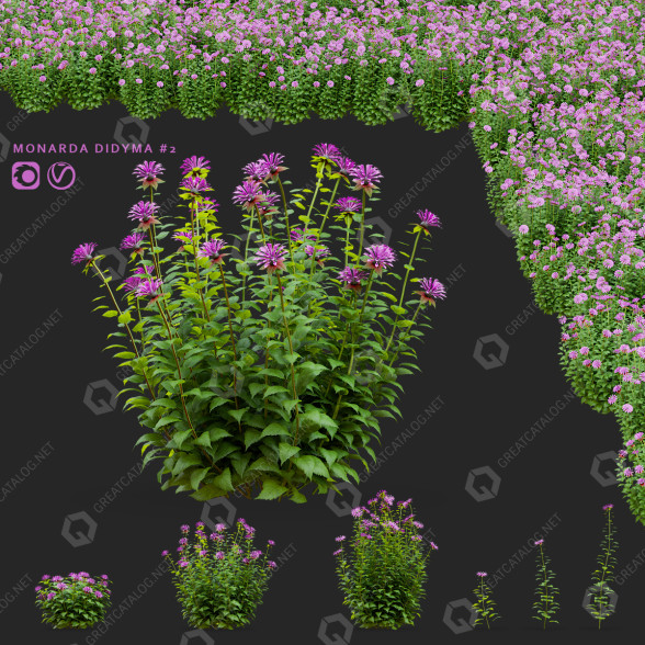 Kwiaty Monarda Didyma 2 model 3D