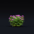 Kwiaty Monarda Didyma 2 - valeriy korol ld