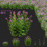 Kwiaty Monarda Didyma 2 - valeriy korol ld