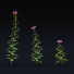 Kwiaty Monarda Didyma 2 - valeriy korol ld