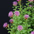 Kwiaty Monarda Didyma 2 - valeriy korol ld