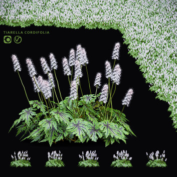 Blumen Schaumblüte 3D-Modell