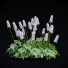 Blumen Schaumblüte - valeriy korol ld