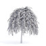 Arbres Saule caprea kilmarnock - valeriy korol ld