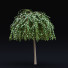 Arbres Saule caprea kilmarnock - valeriy korol ld