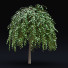 Arbres Saule caprea kilmarnock - valeriy korol ld