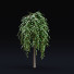 Arbres Saule caprea kilmarnock - valeriy korol ld