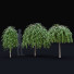 Arbres Saule caprea kilmarnock - valeriy korol ld