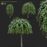 Arbres Saule caprea kilmarnock - valeriy korol ld