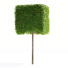 Drzewa Carpinus Betulus Boxhead - valeriy korol ld
