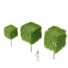 Drzewa Carpinus Betulus Boxhead - valeriy korol ld