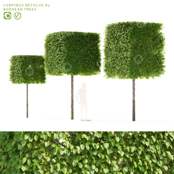 Drzewa Carpinus Betulus Boxhead model 3D