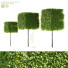 Drzewa Carpinus Betulus Boxhead - valeriy korol ld