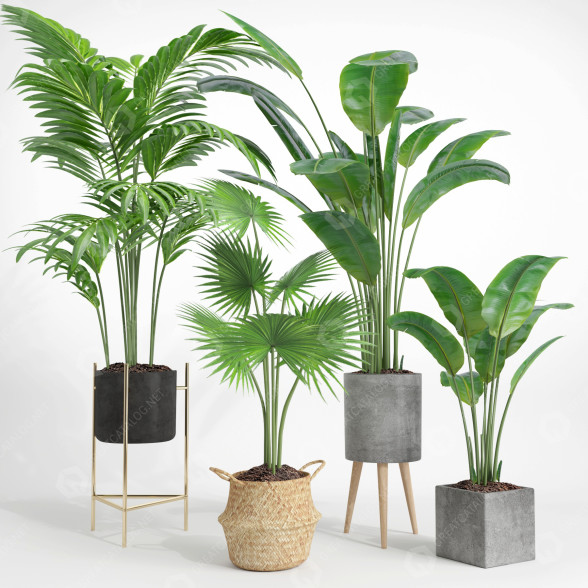 Macetas Conjunto de plantas de interior 002 Modelo 3D