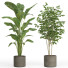 Macetas Conjunto de plantas de interior 024 - nr.asgari
