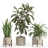 Macetas Conjunto de plantas de interior 024 - nr.asgari