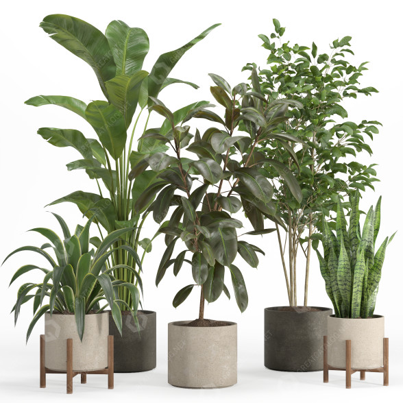 Macetas Conjunto de plantas de interior 024 Modelo 3D