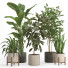 Macetas Conjunto de plantas de interior 024 - nr.asgari