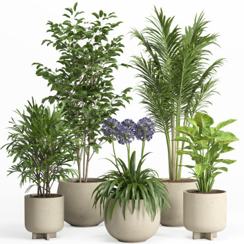Macetas Conjunto de plantas de interior 026