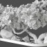 Arbre et décoration Collection 159 - uniquevry