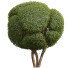 Arbres Nouvelle plante ficus concinna bonsaï taillé 16 - Pandora-land