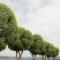 Arbres Nouvelle plante ficus concinna bonsaï taillé 16 - Pandora-land