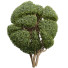 Arbres Nouvelle plante ficus concinna bonsaï taillé 16 - Pandora-land