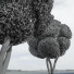 Arbres Nouvelle plante ficus concinna bonsaï taillé 16 - Pandora-land