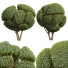 Arbres Nouvelle plante ficus concinna bonsaï taillé 16 - Pandora-land