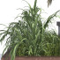 Plantas y decoración Conjunto de Caja Exterior e Interior 325 - unisjamavari
