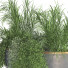 Maceta Conjunto de plantas en caja 321 - unisjamavari