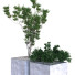 Árbol y arbusto Conjunto 09 - unisjamavari