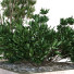 Árbol y arbusto Conjunto 09 - unisjamavari