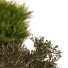 Árbol y arbustos Plantas en caja conjunto 10 - unisjamavari