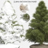 Drzewa Pine Vol 01 - uniquevry