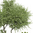 Arbres et buissons Collection 159 - uniquevry