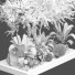 Arbres et buissons Collection 159 - uniquevry