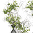 Вази та рослини Bonsai Collection Set 24 - mio