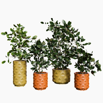 Flowerpots  Plant 06 3D model