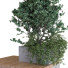 Рослини та лава Tree Set 025 - unisjamavari