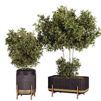Flowerpots  Plant 01 3D model